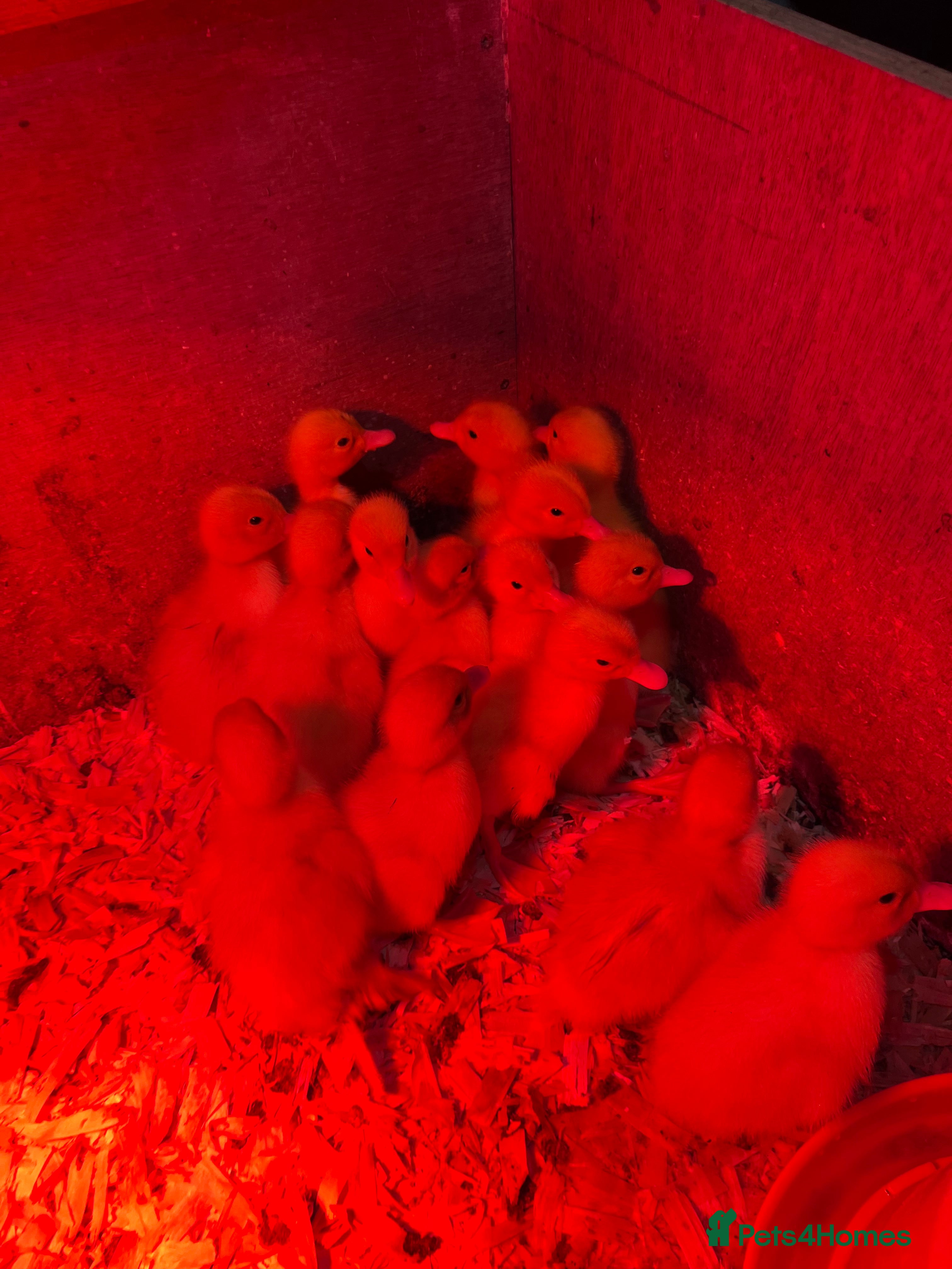 Ducks poultry Day old peaken ducks  - Advert 8