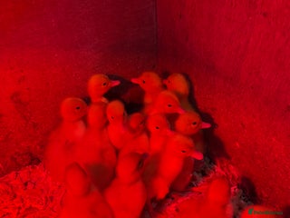 Ducks poultry Day old peaken ducks - Advert 5