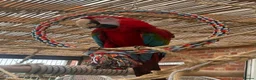 Macaws birds for sale: Green wing macaw  - Advert 2