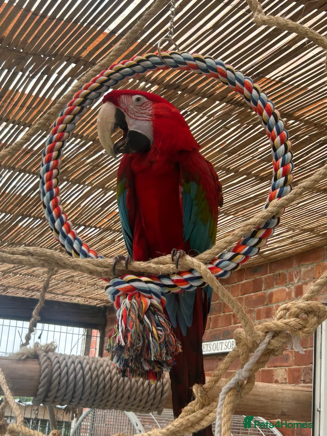 Macaws birds for sale: Green wing macaw  - Advert 2
