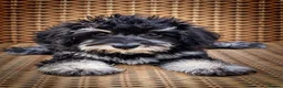 Miniature Schnauzer dogs for sale: Top Quality Toy Schnoodles  - Advert 6