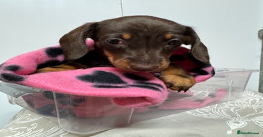 Miniature Dachshund dogs CHOCOLATE & CREAM MINIATURE DACHSHUND GIRL PUPPY  - Advert 5