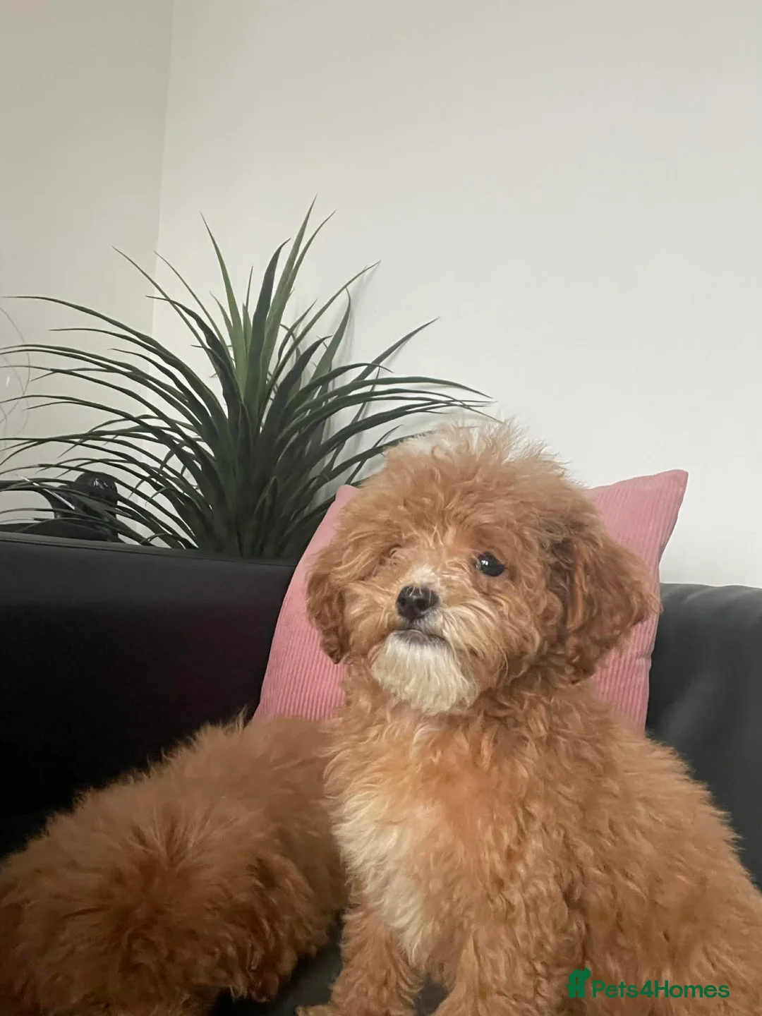 Cavapoo dogs for sale: Beautiful Cavapoo Puppies for Sale - Advert 9