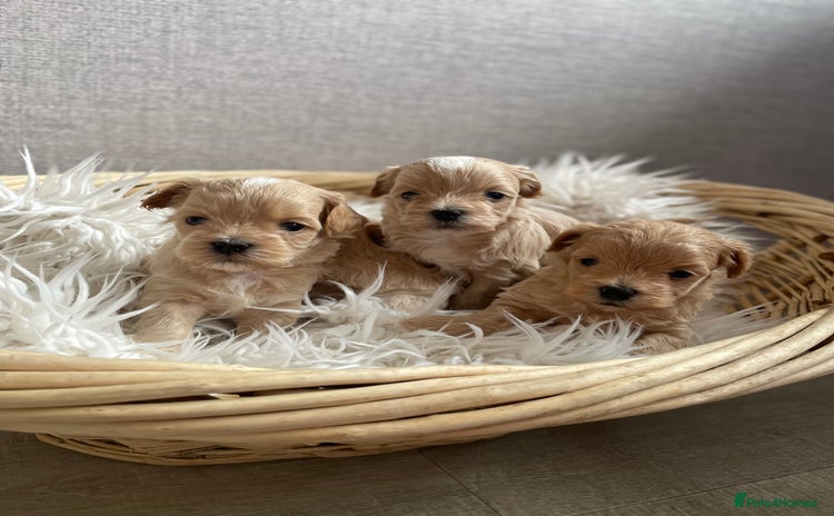 Maltipoo dogs - Advert 2