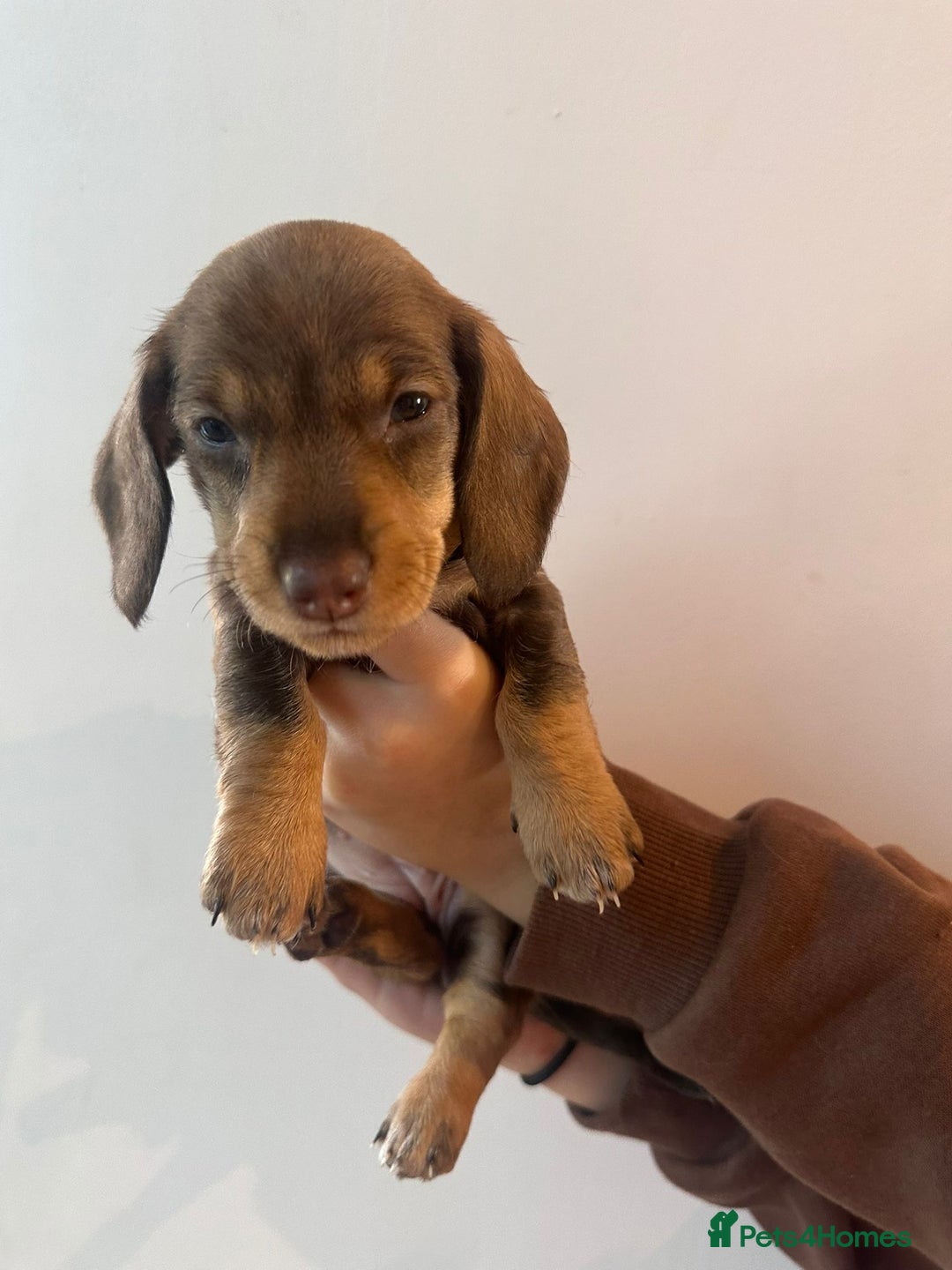 Dachshund dogs for sale: Dachshund puppies  - Advert 30