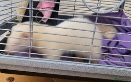 Ferret rodents for sale: Two ferret hobs for urgent adoption  - Image 4
