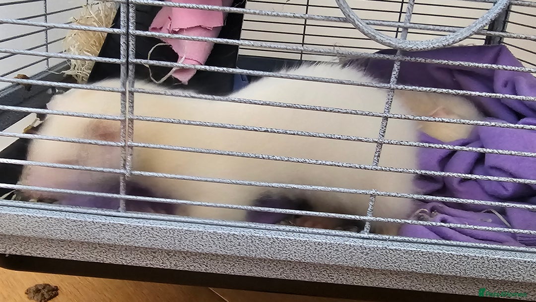 Ferret rodents for sale: Two ferret hobs for urgent adoption  - Image 4