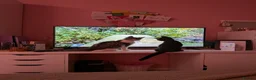 Mixed Breed cats for sale: Brothers to a good home  in Surbiton - Advert 5