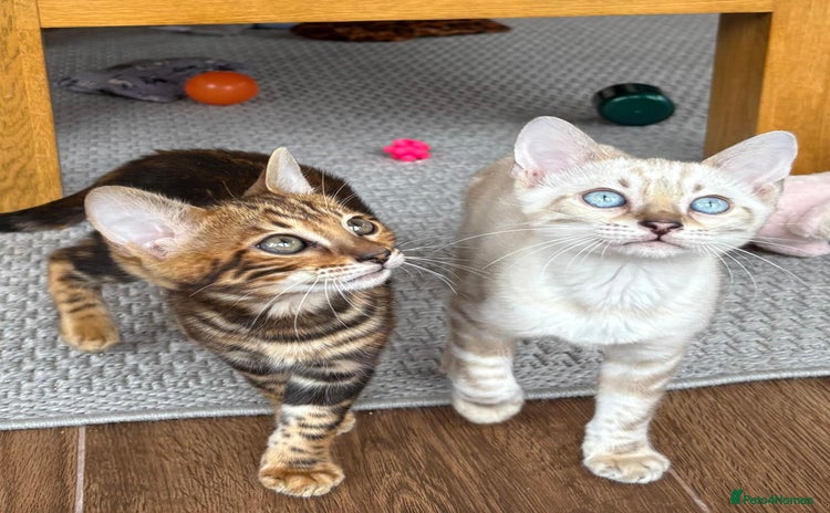 Bengal cats - Advert 1