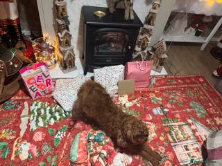 Labradoodle dogs 3 year old miniature labradoodle - Advert 4