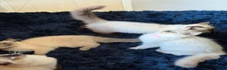 Ragdoll cats for sale: Stunning Ragdoll kittens  - Advert 23