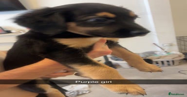 Mixed Breed dogs - Advert 10