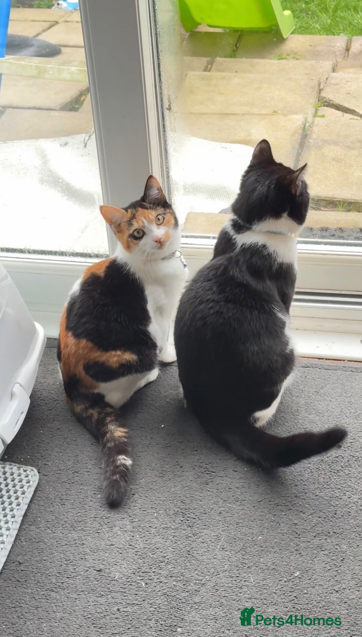 Mixed Breed cats Cat pair for sale with all accessories  - Advert 1