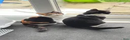 Mixed Breed cats for sale: Cat pair for sale with all accessories  - Advert 1
