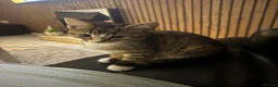 Mixed Breed cats for sale: Kitten for sale - Advert 1