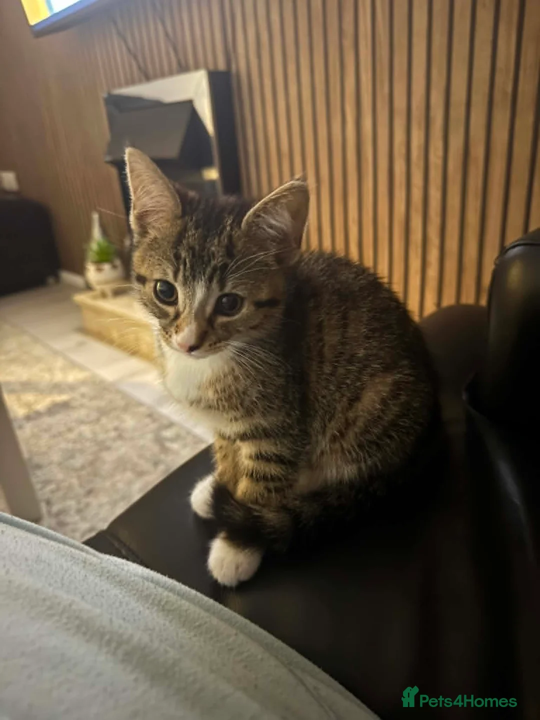 Mixed Breed cats for sale: Kitten for sale - Advert 1