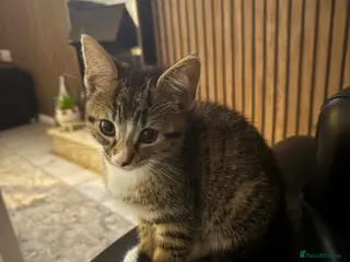 Mixed Breed cats Kitten for sale - Advert 1