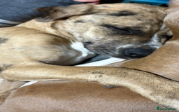 Mastiff dogs for sale: Merle Mastiff Girl Puppy For sale Cheap!! - Image 2