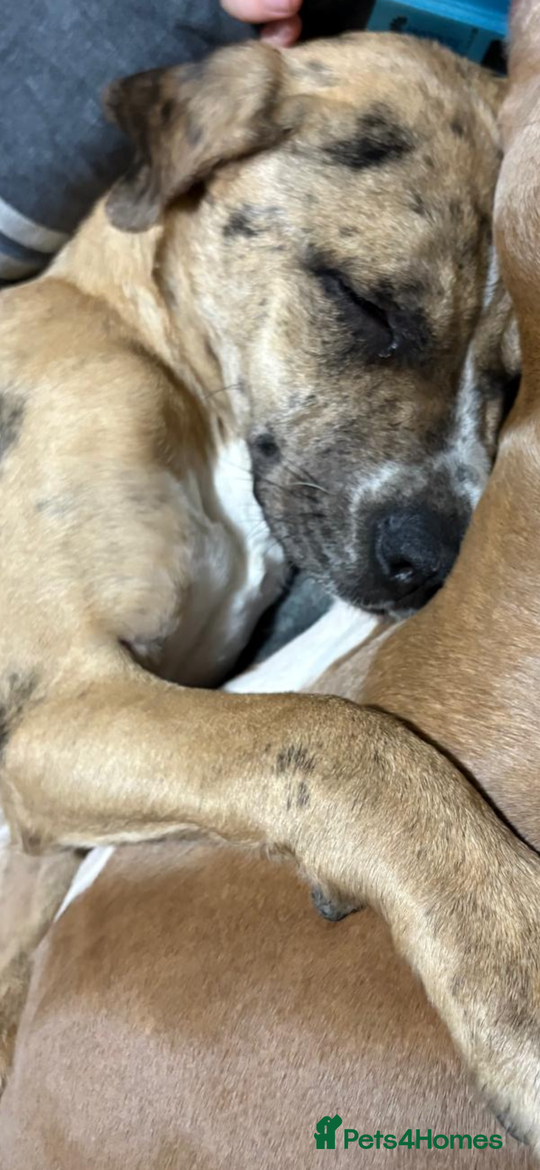 Mastiff dogs for sale: Merle Mastiff Girl Puppy For sale Cheap!! - Image 2