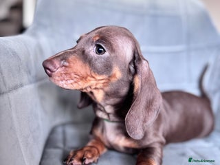 Dachshund dogs KC Registered, PRA Clear !!! Dachshund Miniature - Advert 6