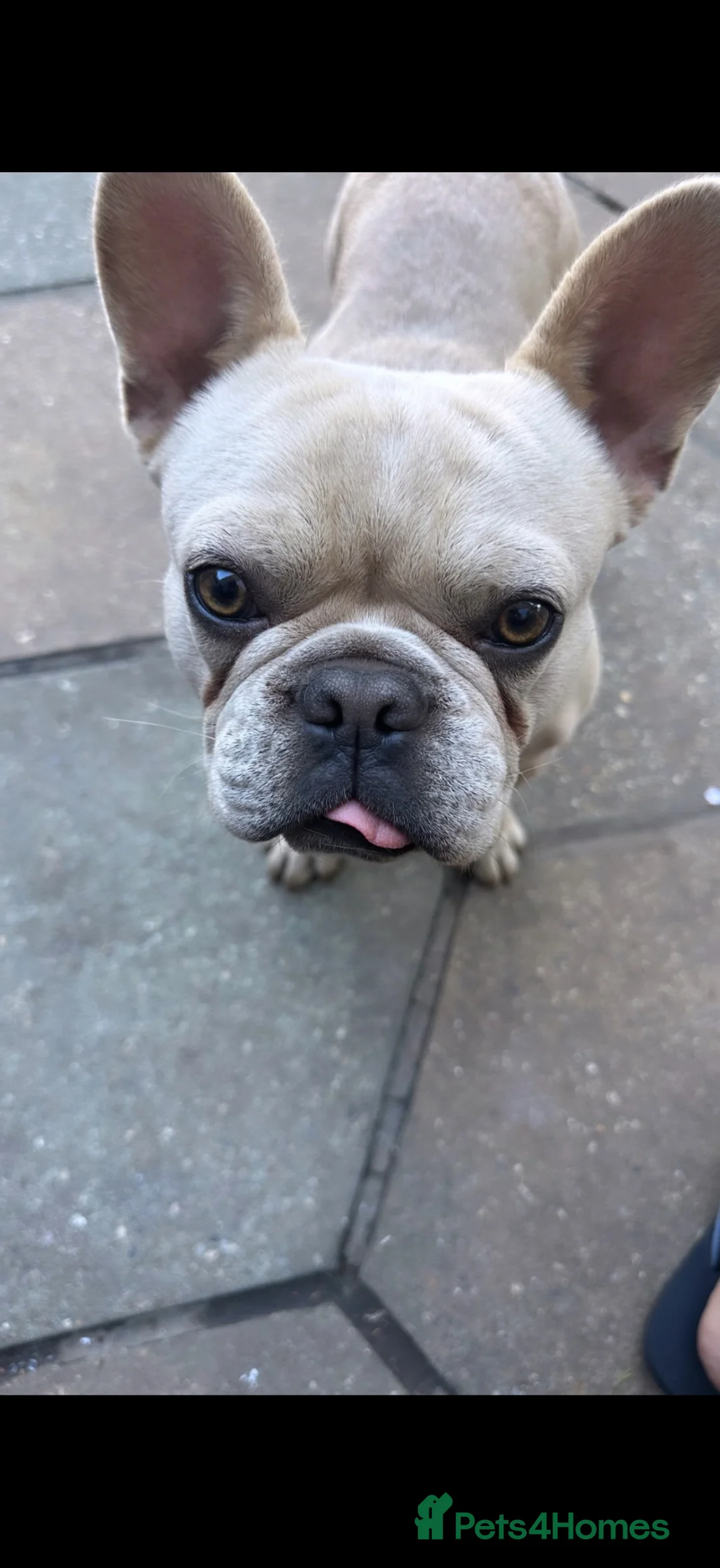 French Bulldog dogs for sale: French bulldog  in Hornchurch - Advert 2