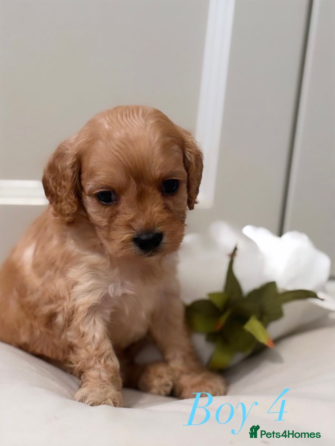 Cavapoo dogs for sale: 8 F1 dna health tested Cavapoos  - Image 16