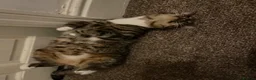 Domestic Shorthair cats for sale: Loving calm Tabby cat - Advert 6