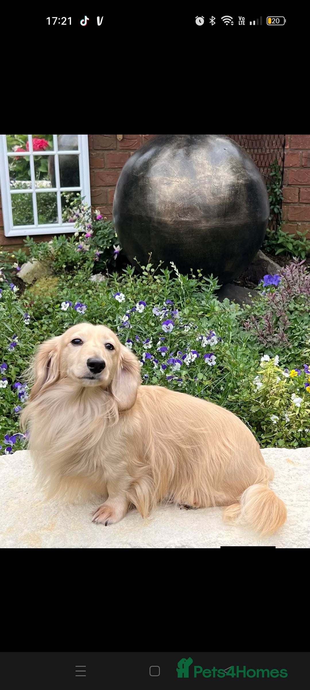 Miniature Dachshund dogs for sale: Remarkable mini Longcoat dachshund ETHICAL BREEDER - Advert 11