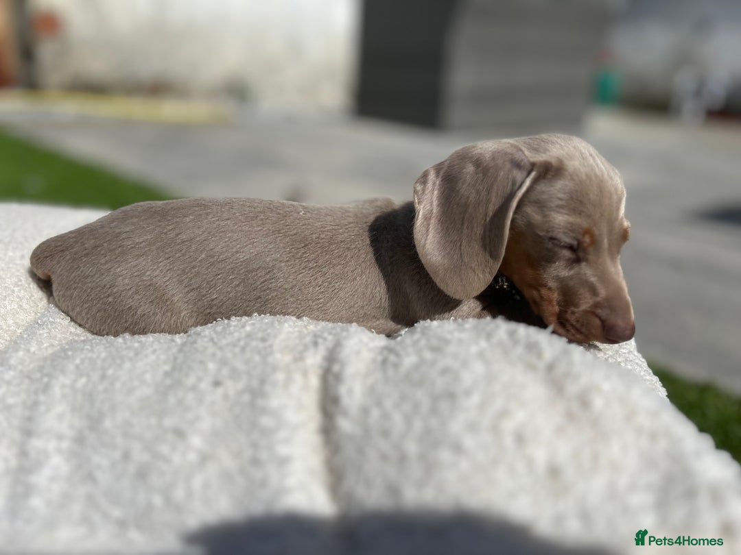 Miniature Dachshund dogs for sale: Miniature dachshunds, kc reg - Image 15
