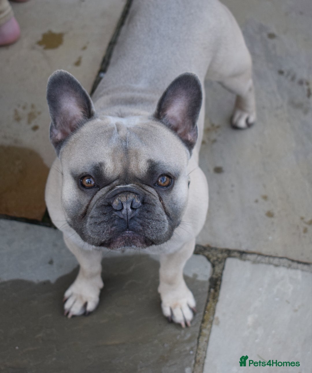 French Bulldog dogs for stud: Pedigree French Bulldog - for stud - Advert 4