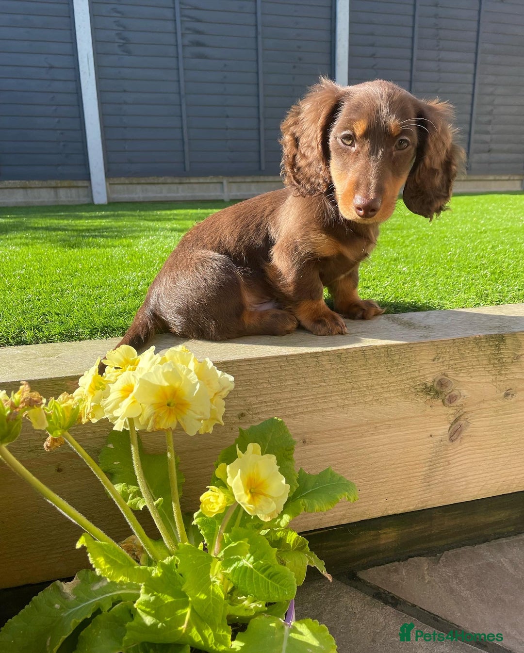 Miniature Dachshund dogs for stud: Long-haired miniature Dachshund in Hitchin - Advert 15