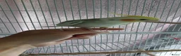 Cockatiels birds for sale: 2 x Cockatiels with Cage  in Peterborough - Advert 2