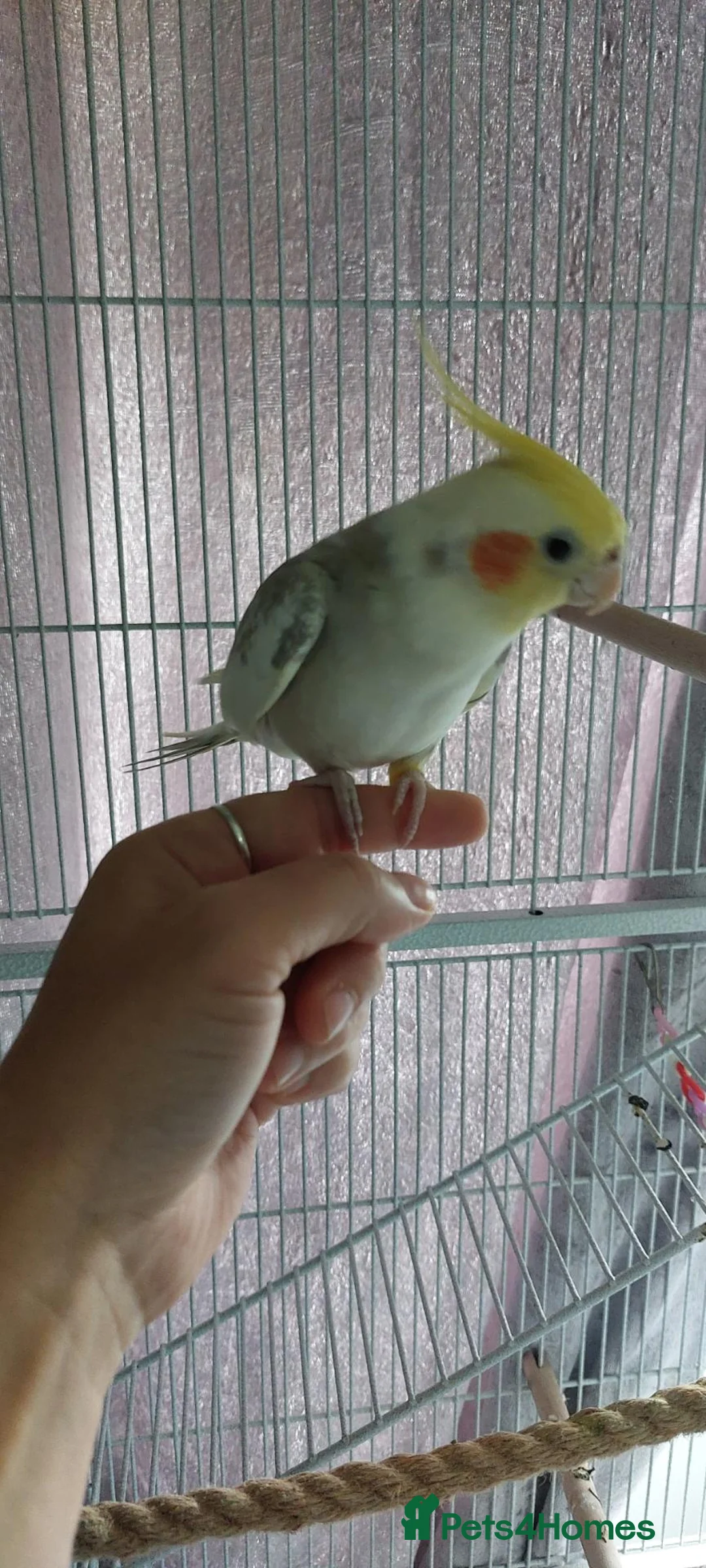 Cockatiels birds for sale: 2 x Cockatiels with Cage  in Peterborough - Advert 2
