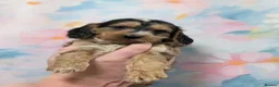 Cockapoo dogs for sale: Adorable Cockapoos  in Macclesfield - Advert 14