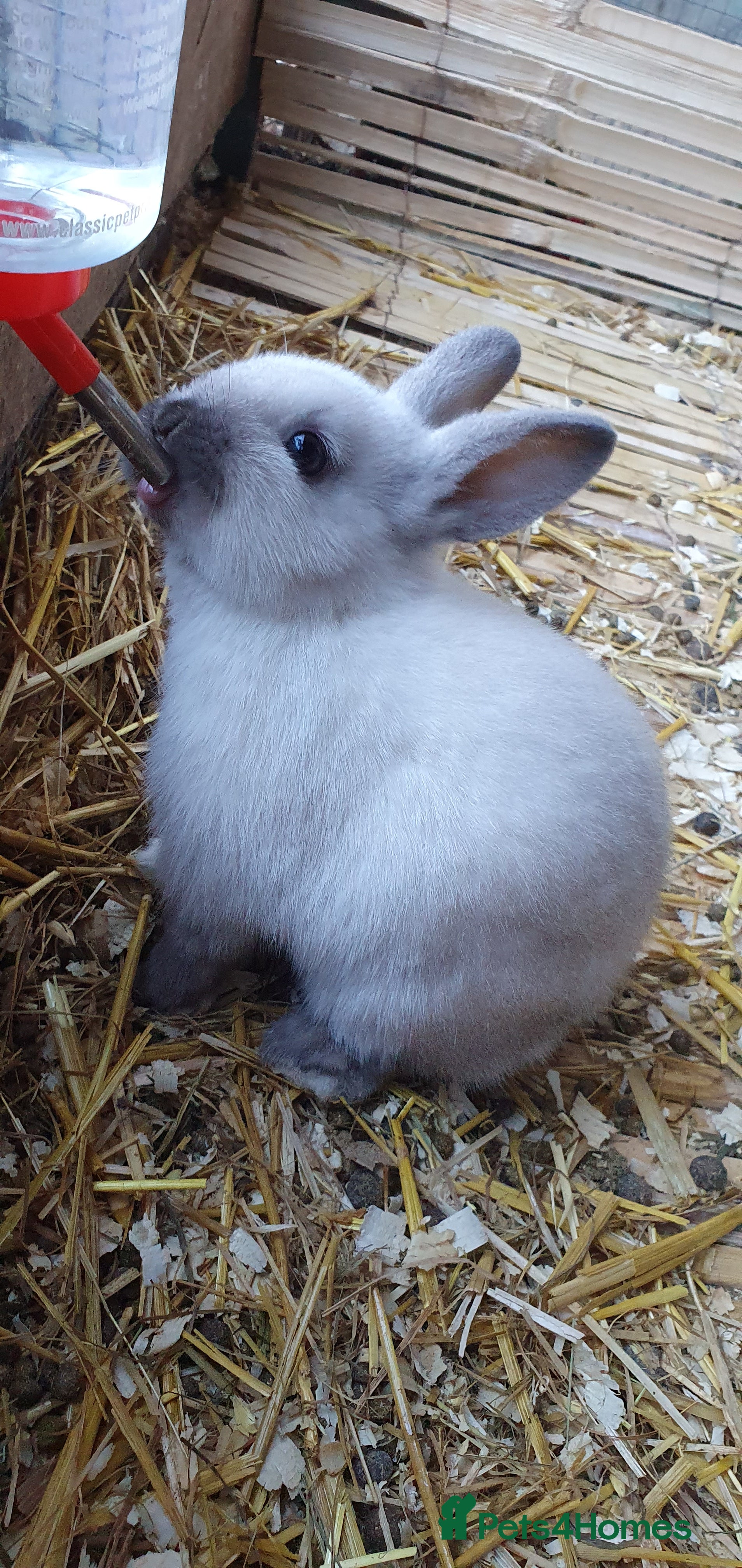 Mixed Breed rabbits Lionhead crossed with northandwaf  - Advert 20