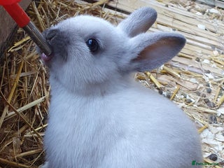 Mixed Breed rabbits Lionhead crossed with northandwaf - Advert 8