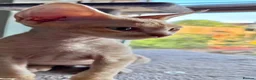 Devon Rex cats for sale: Ready now. GCCF registered and health tested. - Advert 1