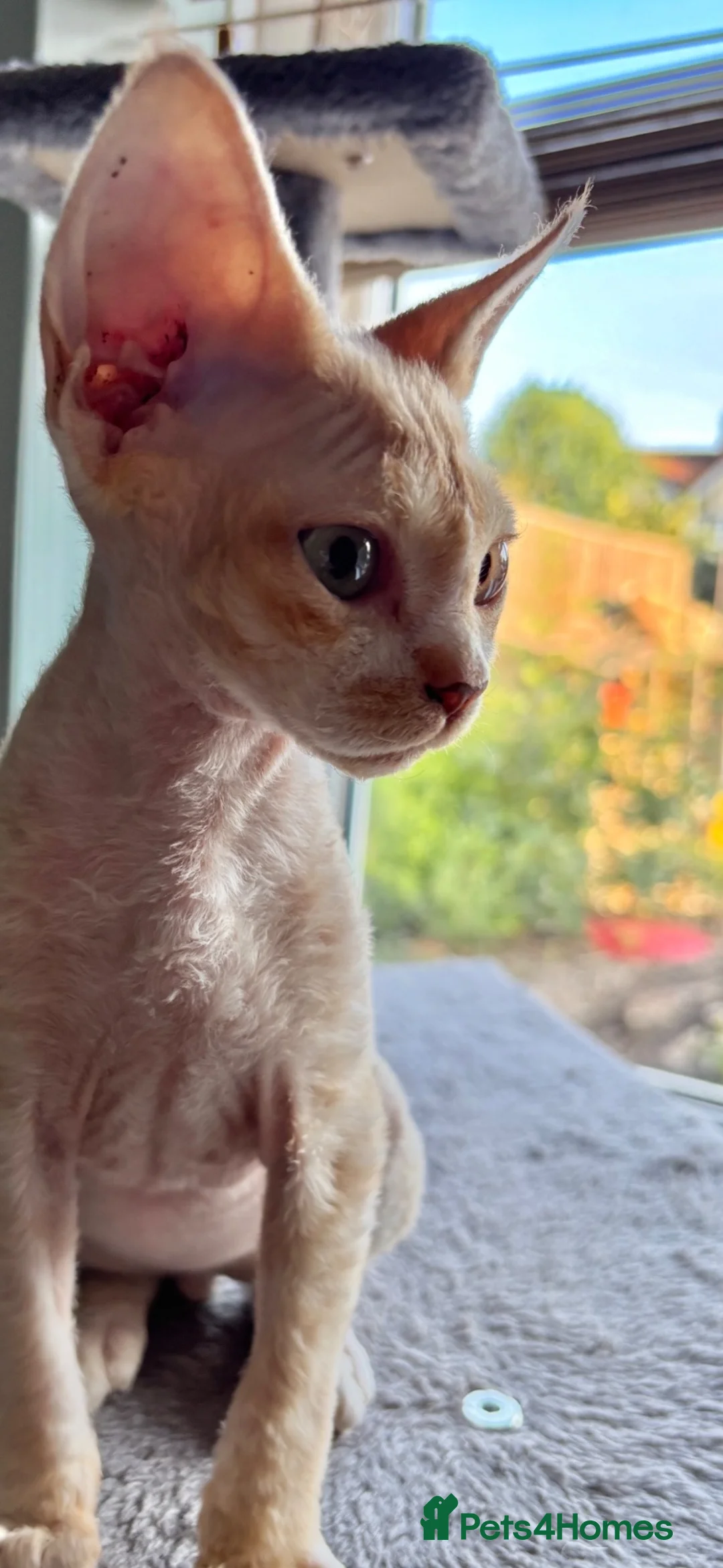 Devon Rex cats for sale: Ready now. GCCF registered and health tested. - Advert 1