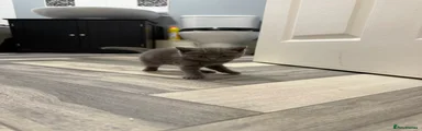 British Shorthair 4