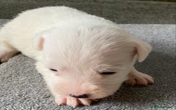 Jack Russell dogs for sale: 6 Jack Russell Puppies  - Advert 38