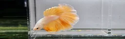 Bettas fish for sale: Betta Fish Sale!! - Advert 5
