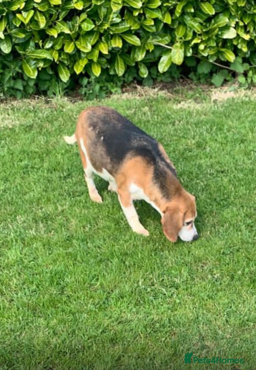 Beagle dogs for sale: Genuine Foot Beagle Puppies - Advert 13