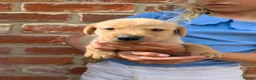 Labrador Retriever dogs for sale: KC registered golden Labrador retriever puppies  - Advert 5