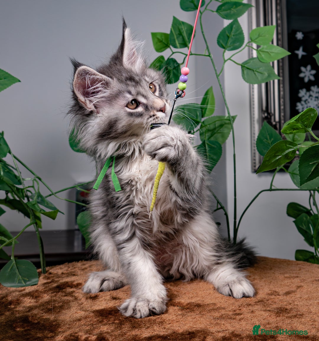 Maine Coon cats for sale: 8 STUNNING PEDIGREE TICA REG MAINE COON KITTENS - Advert 12