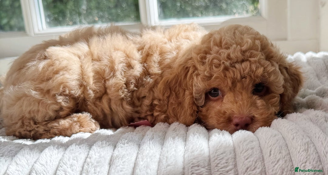 Cavapoo dogs for sale: F1b health tested cavapoo - Image 21