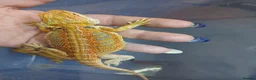 Bearded Dragon reptiles for sale: Baby bearded dragons  - Advert 5