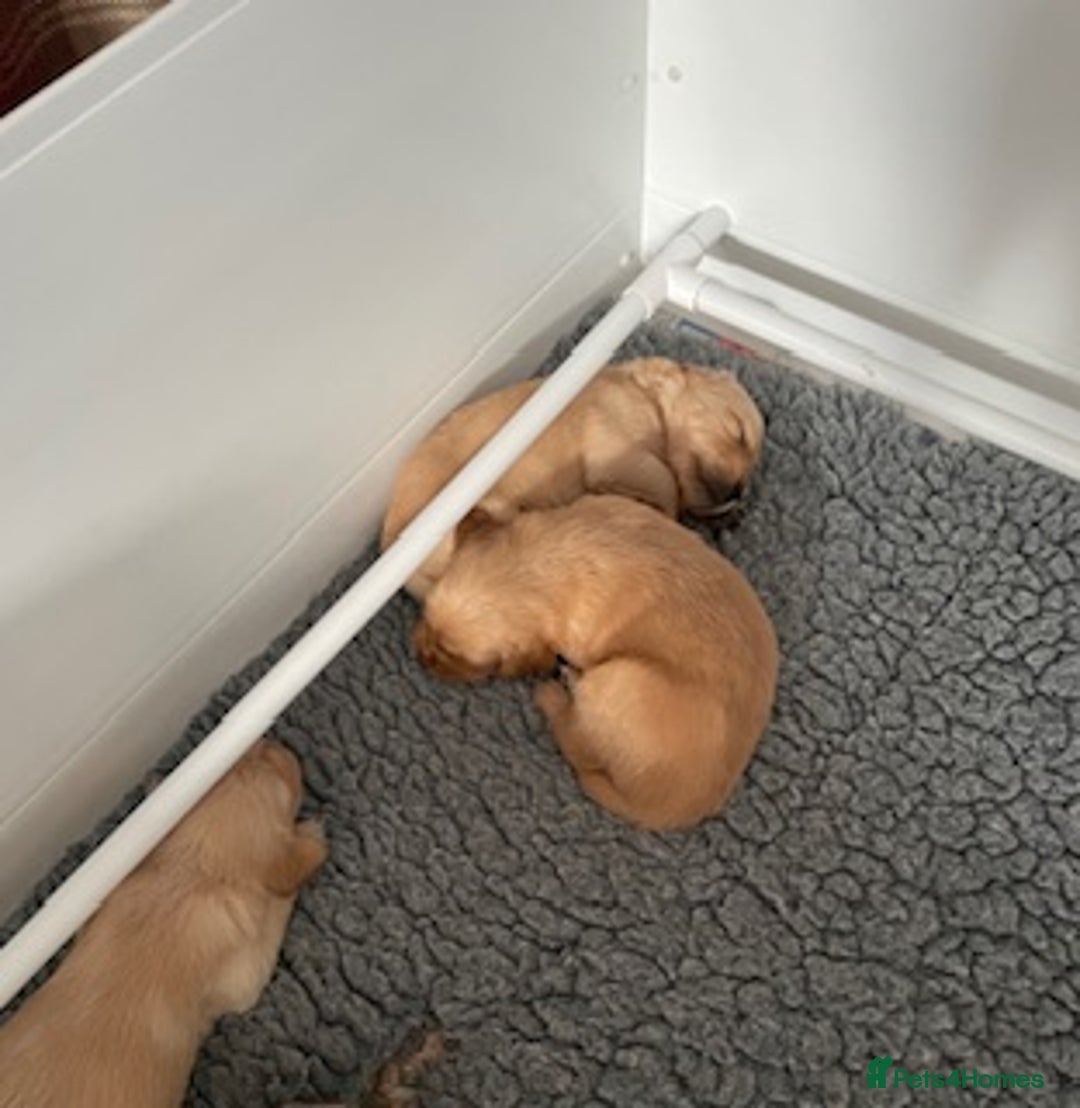 Golden Retriever dogs for sale: Beautiful Litter of Golden Retriever Puppies  - Advert 5