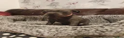 Staffordshire Bull Terrier dogs for sale: Champions blood line Blue Staffordshire Terrier - Advert 8
