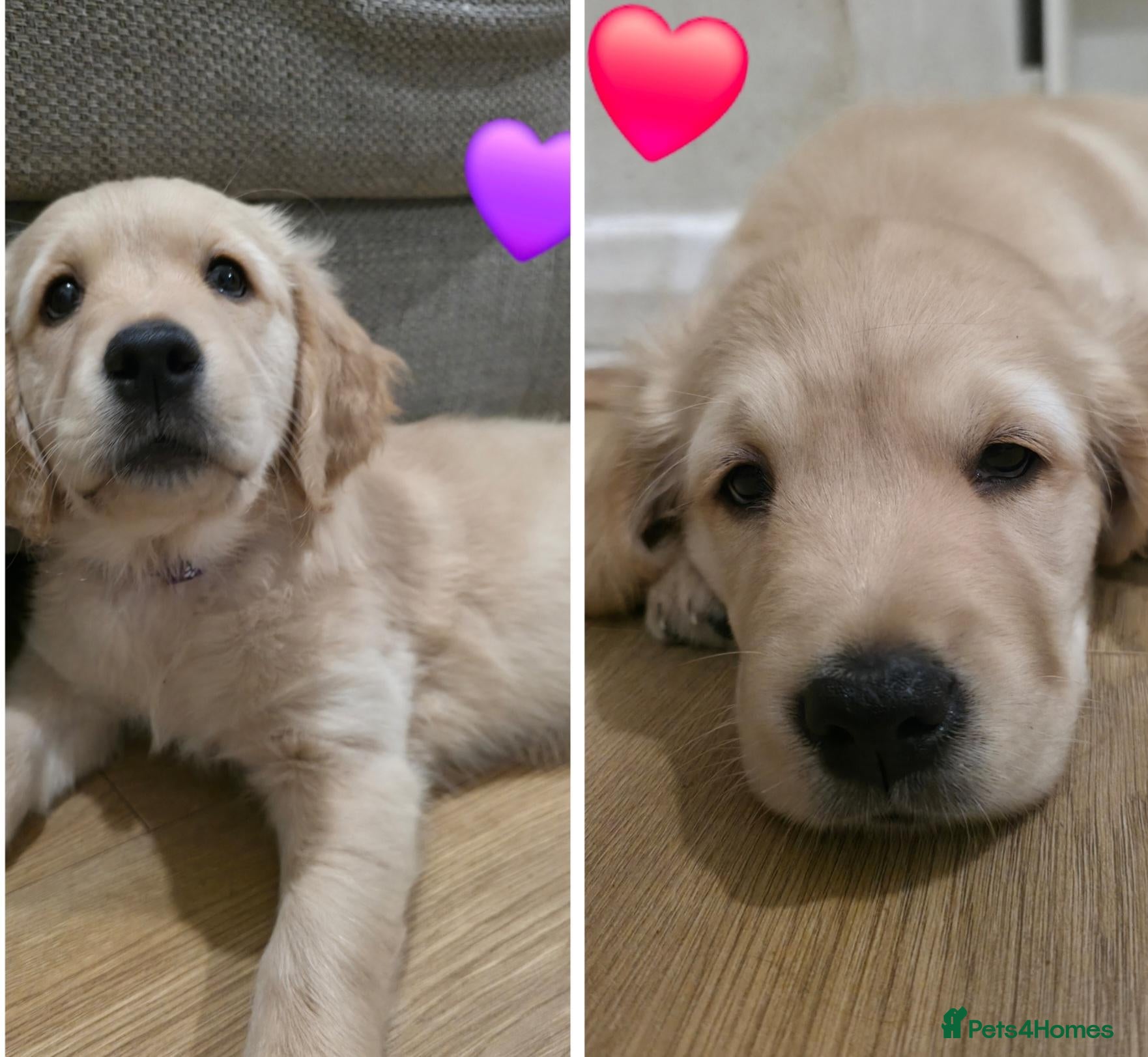 Golden Retriever dogs READY TO GO! KC registered Golden Retrievers ❤️💜 - Advert 10