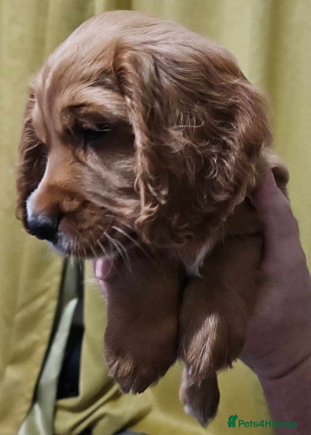 Cocker Spaniel dogs for sale: 5 stunning Cocker Spaniel puppies for sale.  - Advert 30